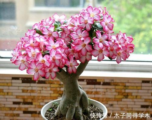 夏天种下4种花,漂亮好养不怕晒,越晒太阳花越多,绽放层叠群花