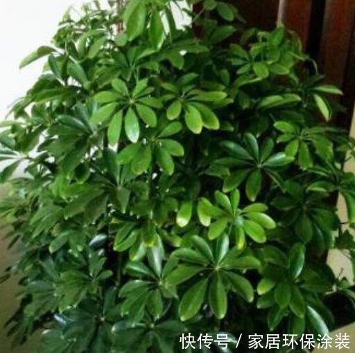 净化|3种花养了就爆盆,好养又便宜,家里空气好,比净化器管用