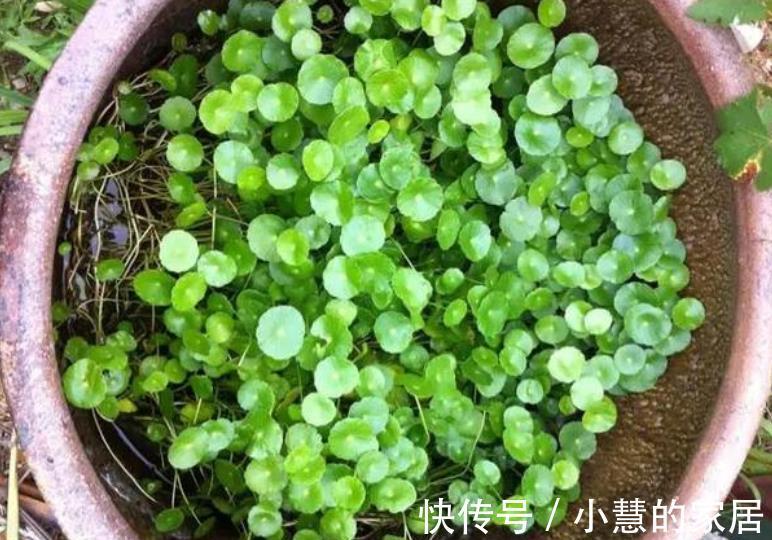 新芽|5种漂亮花,现在赶紧剪几刀,新叶新芽一起长,花朵轻松开满枝