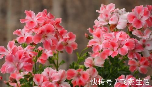 耐寒|3种花超级好养，超级耐寒，漂亮似牡丹花