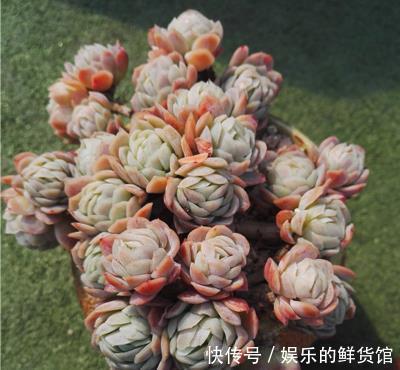 多肉植物越长越丑？3个小技巧，上色美易爆盆，长成群生老桩！