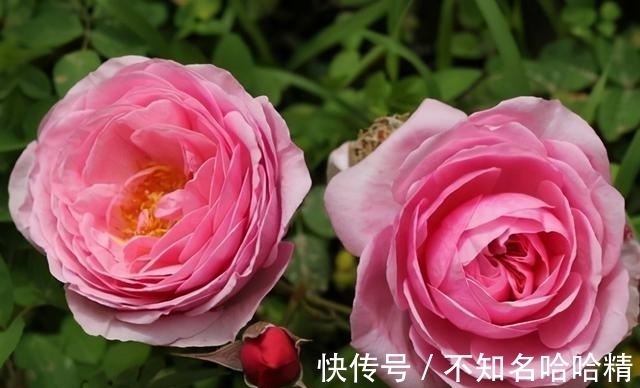 月季|被淘汰掉的藤本月季,听起来很经典,实际是鸡肋