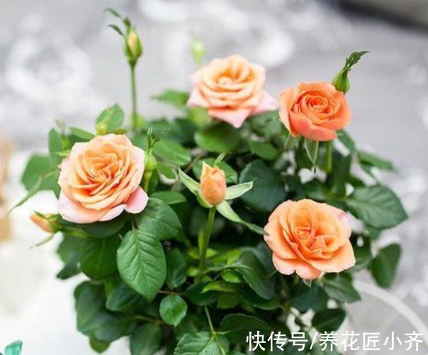 8种“短命花”,年前买,年后扔,只因好看忍不住,才会年年买