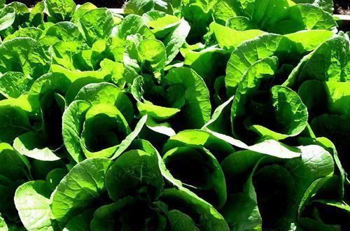 肝火|想长寿先养生,此食物每天吃点,养护肝脏