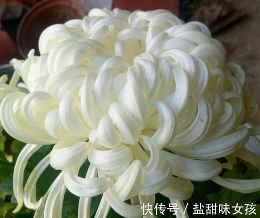 此花原本中国独有,漂亮不输牡丹,却被