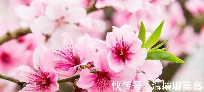 春天里$元稹的《桃花》和《菊花》，写得无比凄美，同时也很是悲伤！