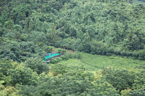 荒野|江南观鸟，不必去荒野间