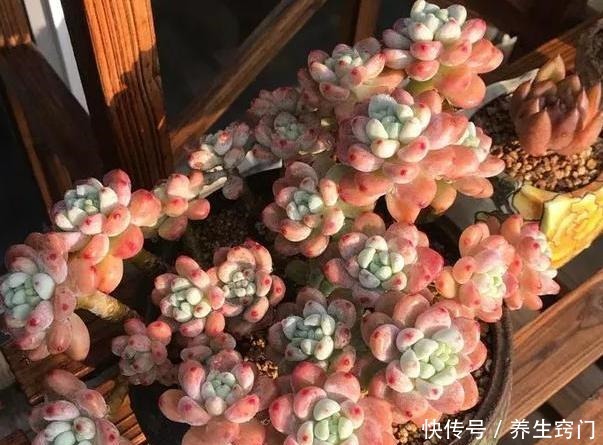 常年养殖多肉植物,你知道都有哪些“忌讳”吗!