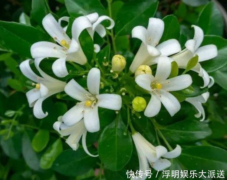 4种花自带财运，家里养一盆，开起花来“拦”不住，美不胜收