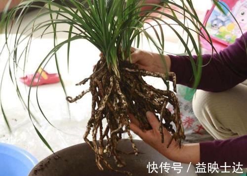 往花盆底垫它们,松果壳、树皮,不只为了透气排水