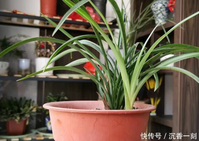 夏天|夏天如何管理兰花,才能确保不会烂根?这3点非常重要