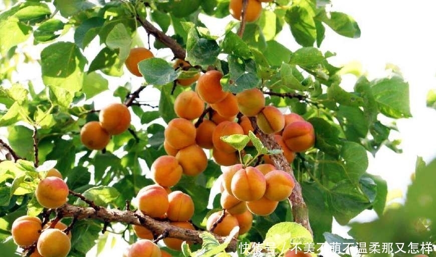 水果|它才是5月水果之王,吃软不吃硬,维生素含量高,不吃太可惜了