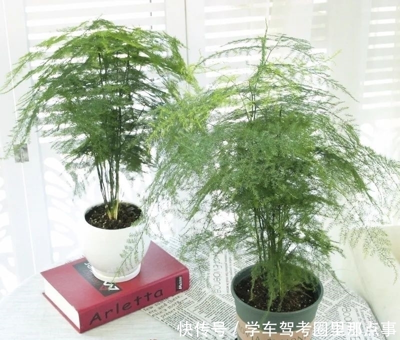 三角梅|家养六种花，个个都是“醋坛子”，隔几天喝一点醋，叶子绿油油的，越长越旺盛