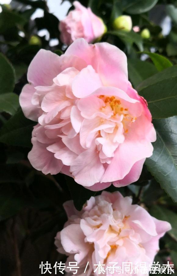 山茶花|茶花买回家，花苞掉一地，真心疼，这1步做错了，直接不开花