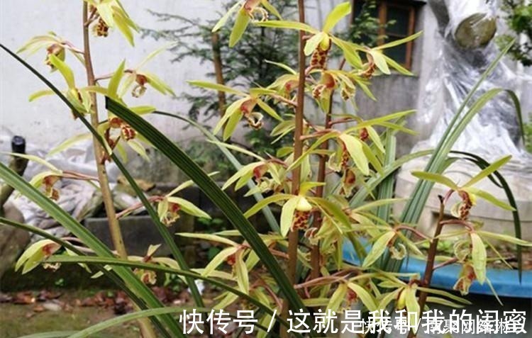 生根|养兰花,给它喷点“生根水”,大白根直冒,长得肥肥壮壮!