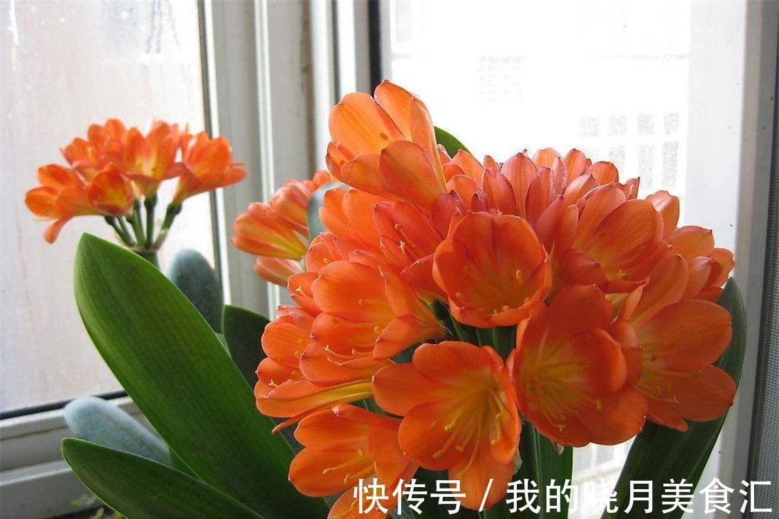 十种健康花,适合现在养,人养花花亦养人,越养空气越“干净”