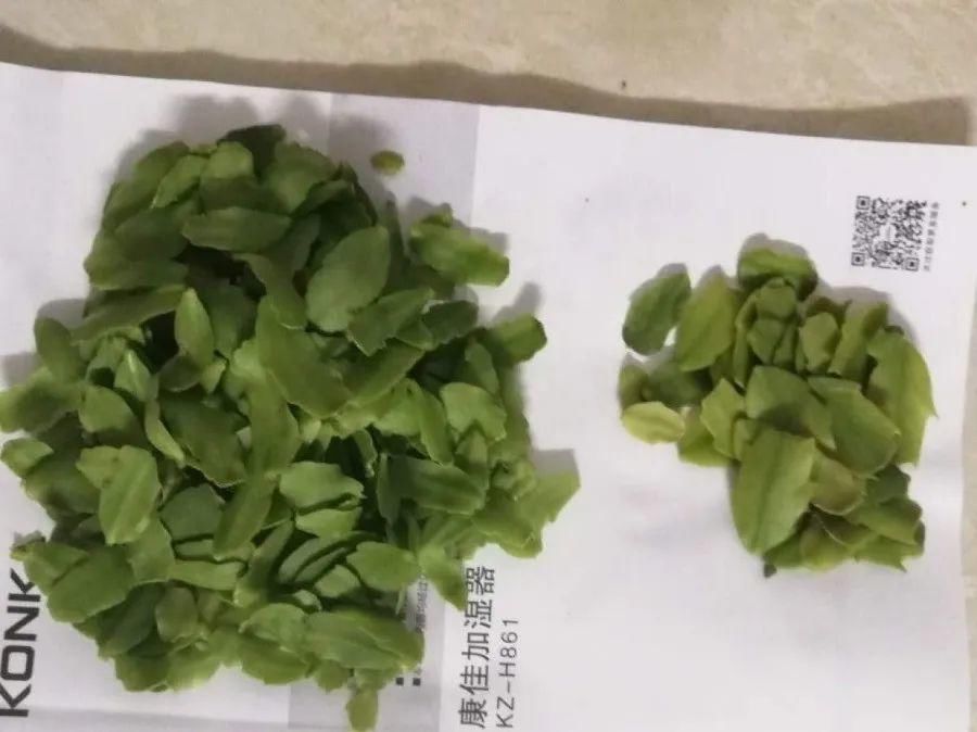 长寿蟹爪兰开完一茬花就抓紧剪，给点料，20天又冒花苞！