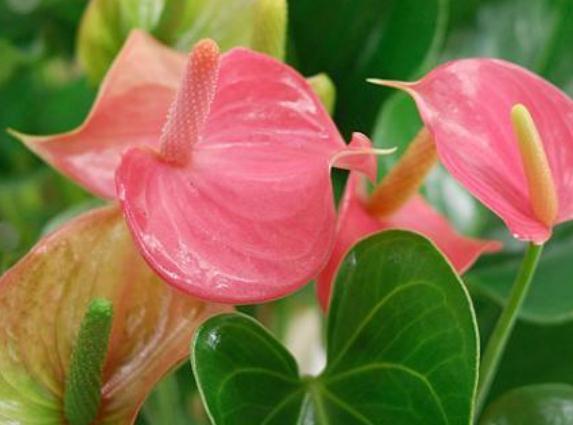 红掌越养,花越少学会“顺着来”,花箭射、叶片亮,养了就爆