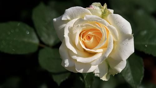 加仑盆|总有人抱怨,养不好盆栽的月季,做好6点,养好月季盆栽也很轻松