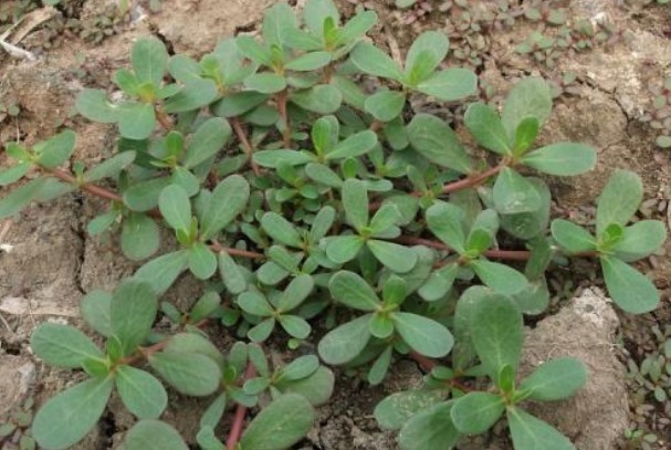 农村人经常吃的野菜，很多城里人都没见过，被