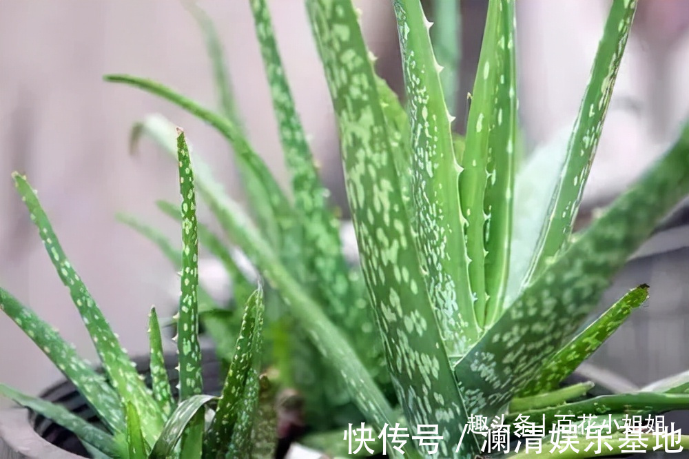 夜晚能够“制氧”的5种花,卧室小更要养一盆