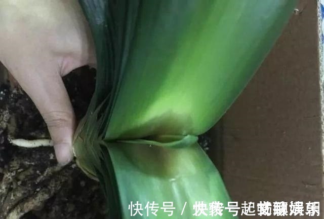 3个养花“小技巧”，越早知道越好！养花百分百成活，1分钟学会