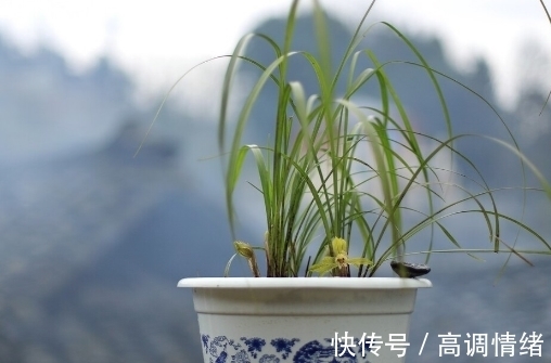 兰花发芽的方法:记住8个基础知识,兰花生长旺盛