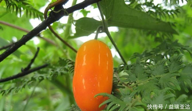 野黄瓜|一种生长在山里的野生果实,没有多少人吃过,种子是棕褐色的,很甜