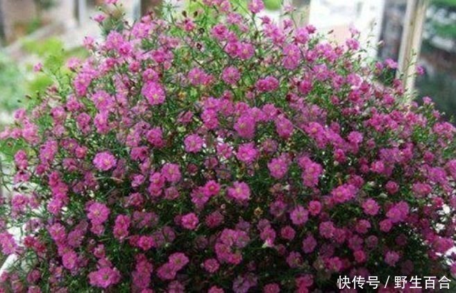 几种漂亮花,好打理,有阳光就爆盆,给点水就疯长