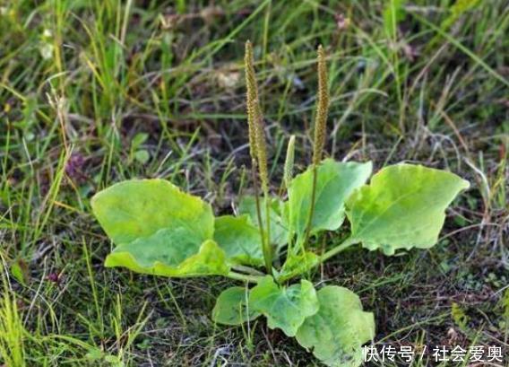 蒲公英|不想痛风来烦你，吃6种以上的碱性食物，尿酸会一天比一天低