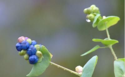 一味草药,是治皮杀手锏,湿疹、荨麻疹、带状疱疹,它都能通治