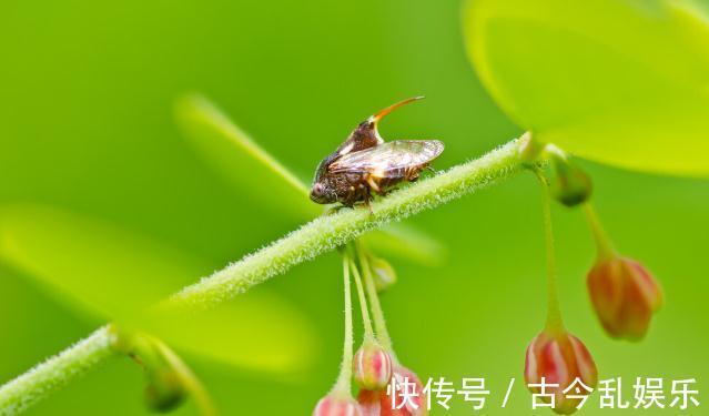 虫害|家里的花草爱生虫生病？盘点养花常用药，不再白花钱