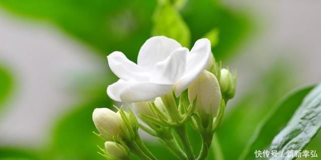 停歇|夏季茉莉如何生长,给花盆里加点这个,开花从不停歇,好香