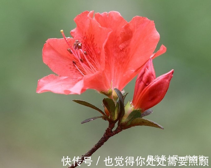 此花花繁色艳，盛开时宛如山林染涂了胭脂，被誉为“花中西施”