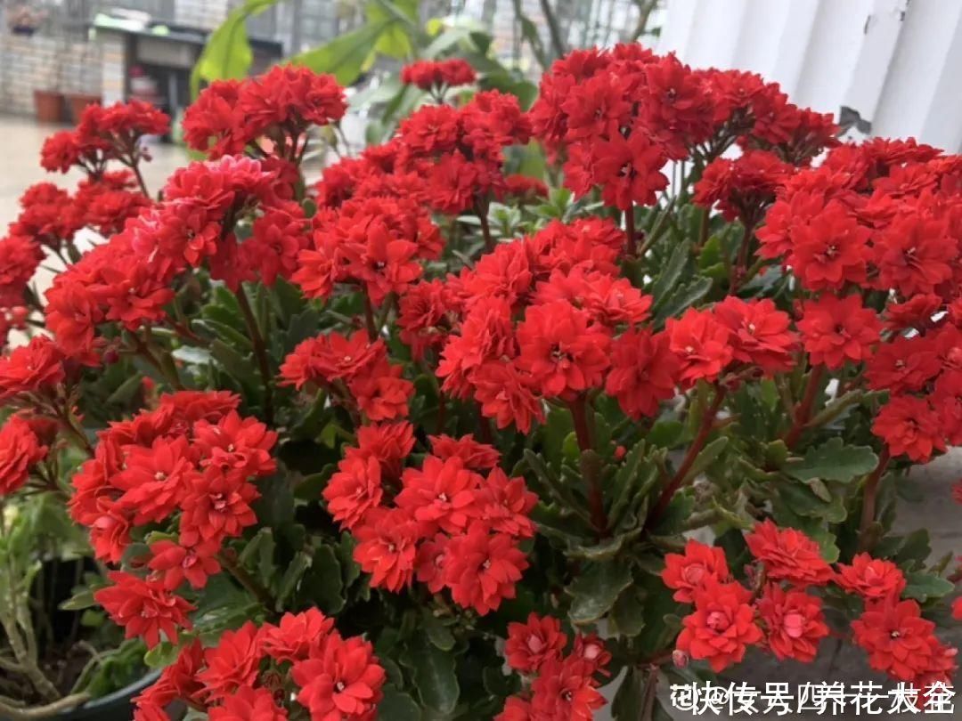 君子兰开完，会有3个“后遗症”，一定要重视