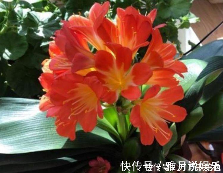 种花|养花就养4种花，好养易活花量大，颜值超高的