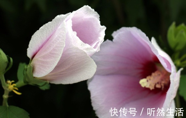鱼腥草|66种野菜大图片，带你见识不同的野菜和吃法，你想要的野菜这里有