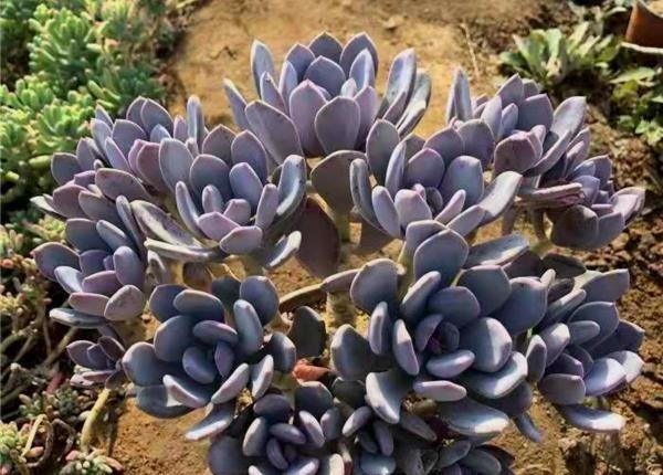 12种值得珍藏的多肉,越老越美丽,养成老桩才值钱