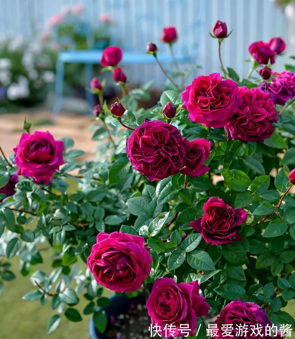 5种漂亮花，冬天爱睡觉，少水缺粮多晒晒才能长得好