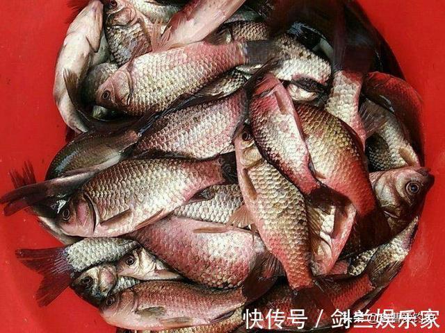 一包烟换来的钓鱼窝料配方,自制容易成本低,比买的还要好