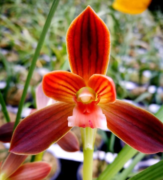  自带|此兰价格不菲，花色艳丽如玛瑙，养护简单如绿萝，开花后自带仙气