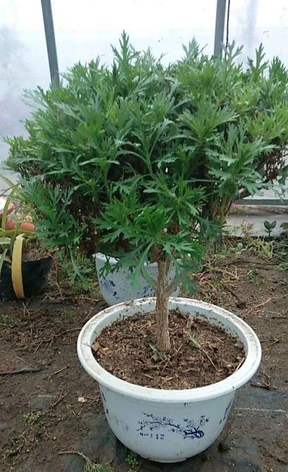 虎皮兰,红掌,吊兰养成老桩,变成大树,真壮观