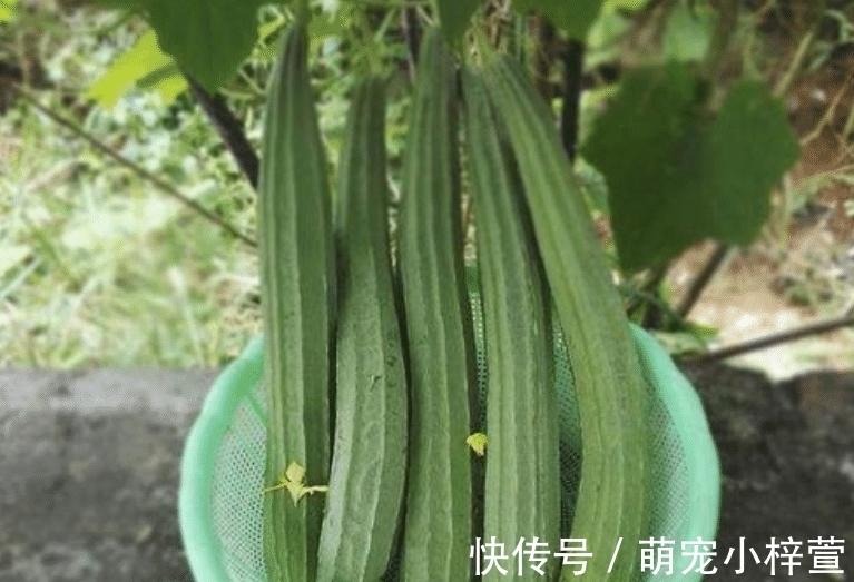 生物碱糖苷|“夏吃瓜、身体棒”，入夏后多吃这6种瓜，忌食1种“毒瓜”，健康度夏