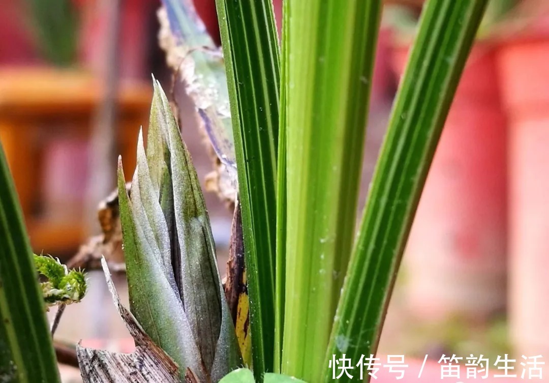 孕蕾|夏天太热，养兰花如果犯一个错，可能导致难孕蕾、不开花