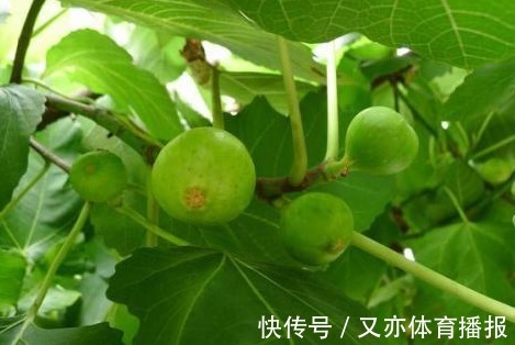 叶子|以下叶子是女人的最爱，拿来泡水，每天一杯，美容养颜、燃烧脂肪