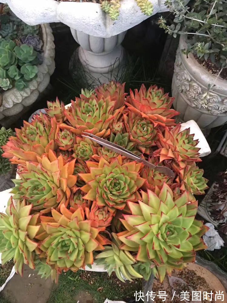 花草|历时一年，在31楼打造300㎡“屋顶花园”，如今美成了仙境