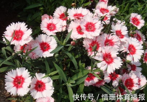 4种花美的出奇，花好看名字也好听，阳台变成温馨小花园