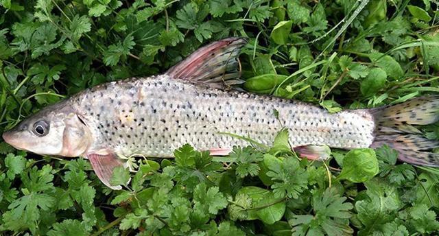 钓到鱼不认识钓友常问的几十种鱼盘点,老钓友都不超过5种