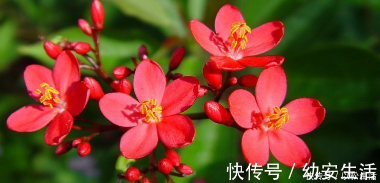 这4种花的花期”超长“，而且开花还勤，非常好养