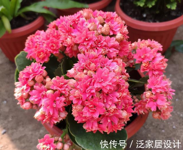 开花性能|养花久的人都知道,这三种花别买老桩,因为越老开花越少